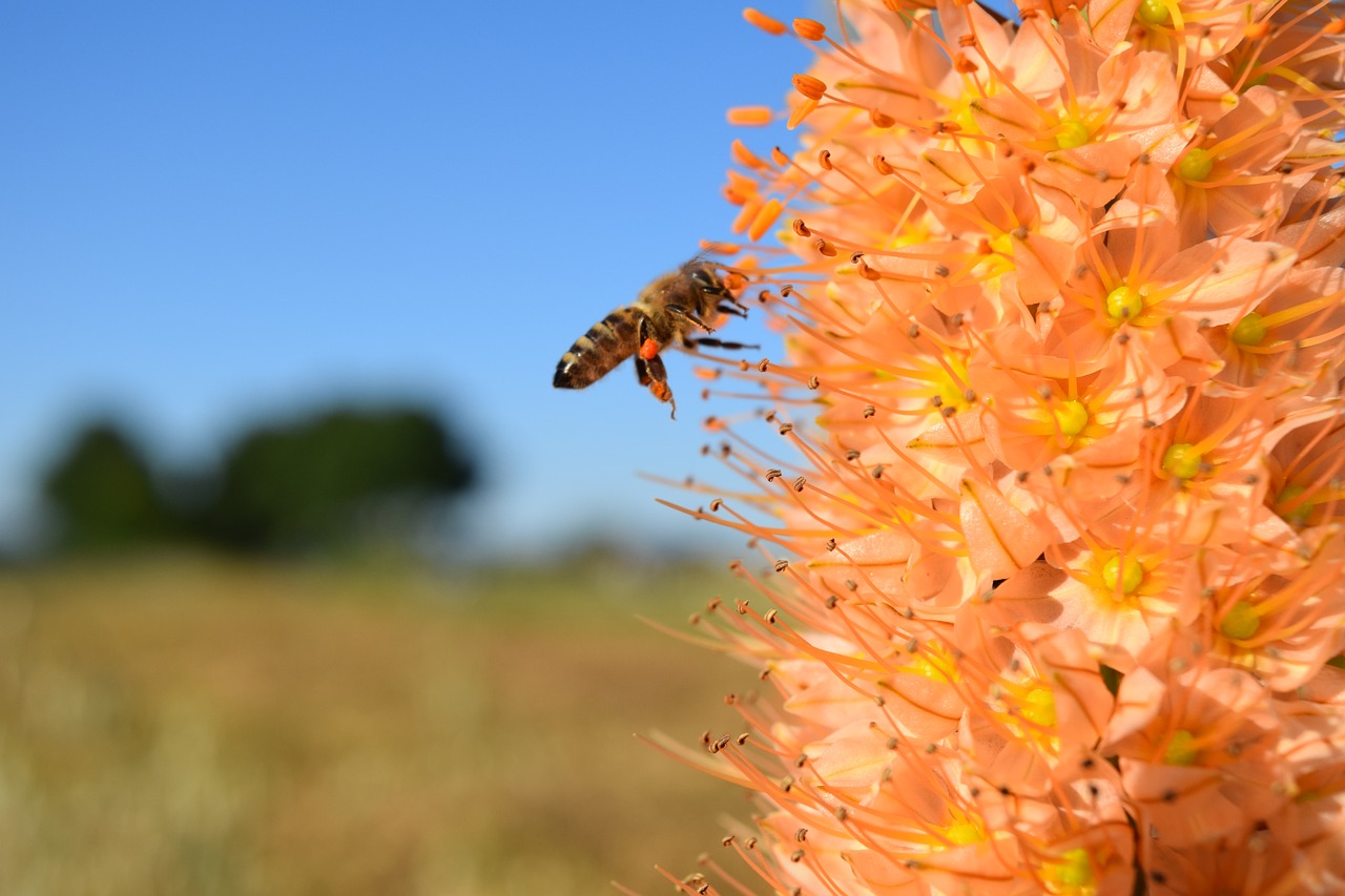 Bičių, Eremurus, Stepinė Žvakė, Dykuma Klajojo, Žiedas, Žydėti, Oranžinė, Žiedas, Metodas, Surinkti