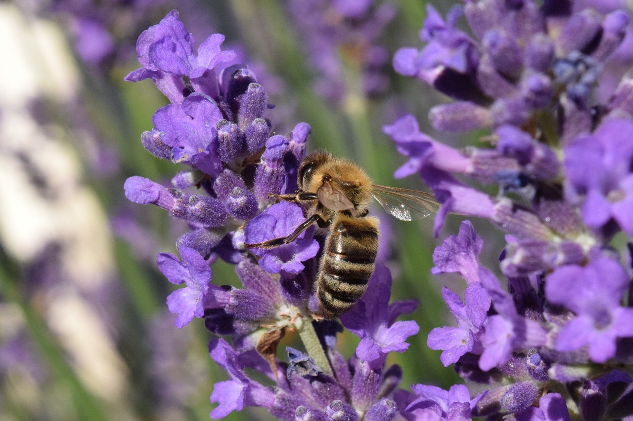 Bičių, Levanda, Žiedas, Žydėti, Pabarstyti, Tręšti, Vasara, Violetinė, Maistas, Nemokamos Nuotraukos