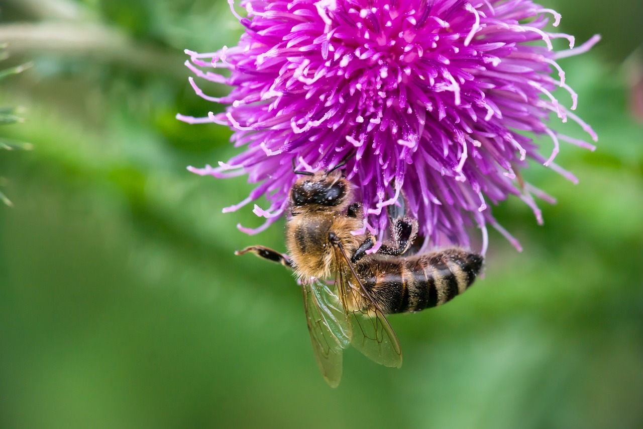 Bičių, Drakonas, Žiedas, Žydėti, Apdulkinimas, Žiedadulkės, Žiedo Stresas, Karykšlinis Rausvis, Violetinė, Violetinė