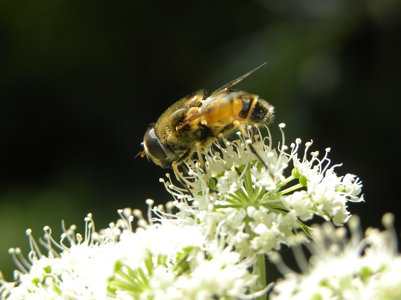 Bičių, Gamta, Klaida, Bitės, Iš Arti, Medus, Gėlės, Vabzdžiai, Nemokamos Nuotraukos,  Nemokama Licenzija