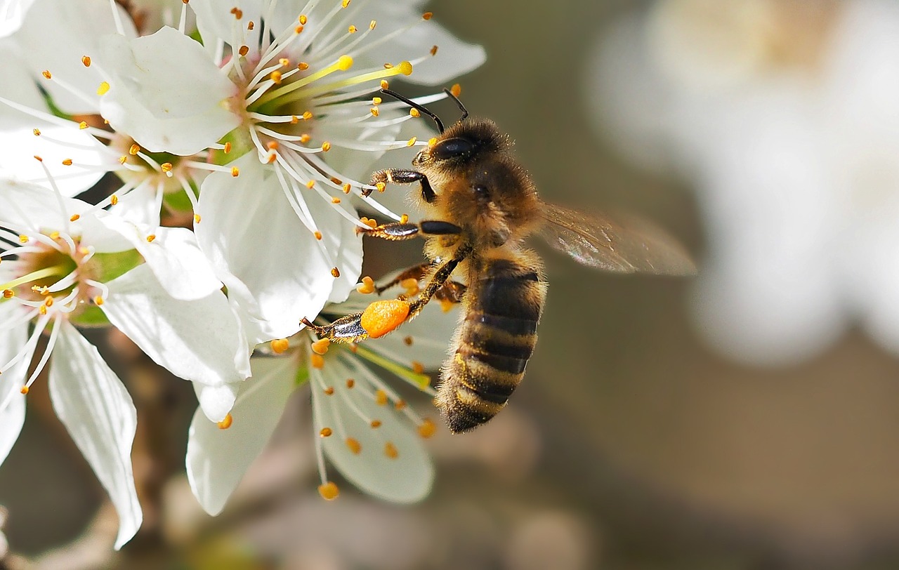 Vabzdys, Augalas, Gamta, Nemokamos Nuotraukos,  Nemokama Licenzija