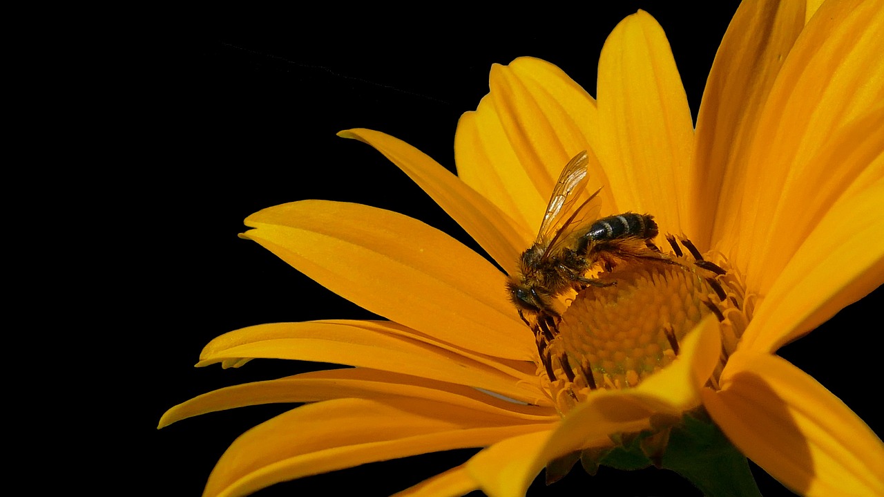 Bičių, Medaus Bitė, Bičių Geltona Gėlė, Bičių Ir Gėlių, Išleista Gėlė, Vabzdys, Apdulkinimas, Uždaryti, Nemokamos Nuotraukos,  Nemokama Licenzija