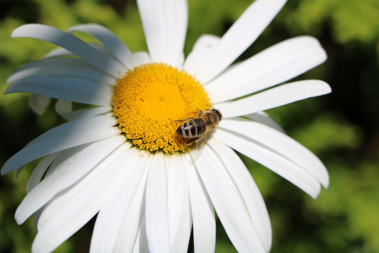 Bičių, Marguerite, Gėlė, Žiedas, Žydėti, Augalas, Gamta, Geltona, Balta, Nemokamos Nuotraukos