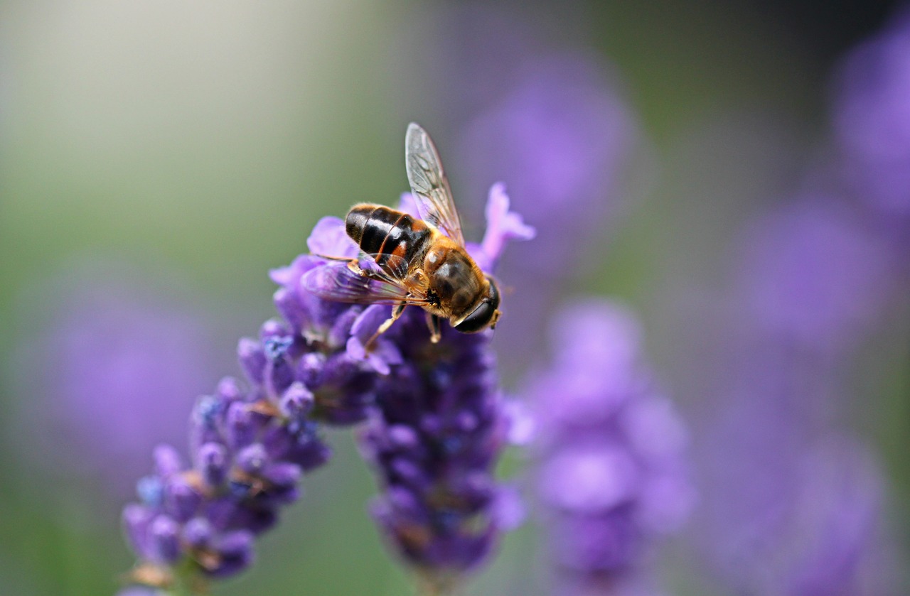 Levanda, Hoverfly, Vabzdys, Skrydžio Vabzdys, Levandų Žiedas, Žiedas, Žydėti, Gėlė, Uždaryti, Gamta