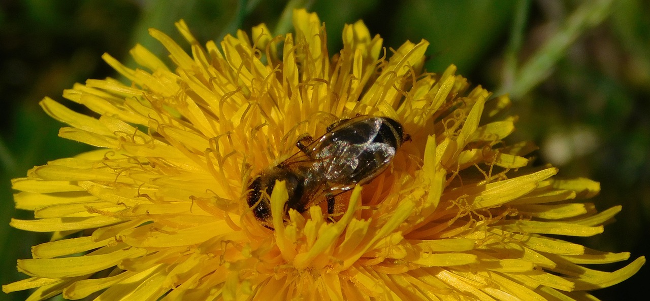 Bičių, Kiaulpienė, Gėlė, Žiedas, Žydėti, Uždaryti, Medaus Bitė, Geltona, Žiedadulkės, Nektaras