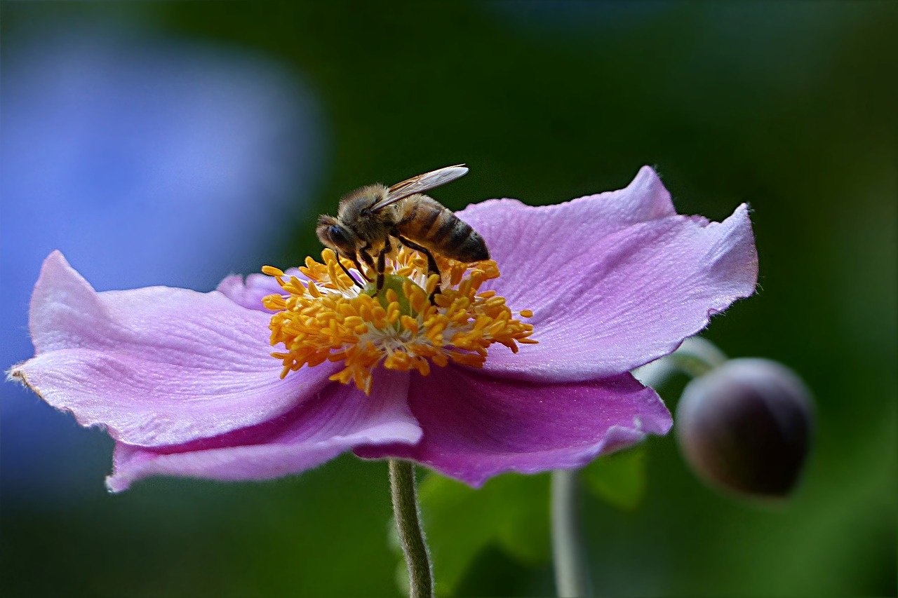 Bičių, Medaus Bitė, Apis, Vabzdys, Gėlė, Sodas, Nemokamos Nuotraukos,  Nemokama Licenzija