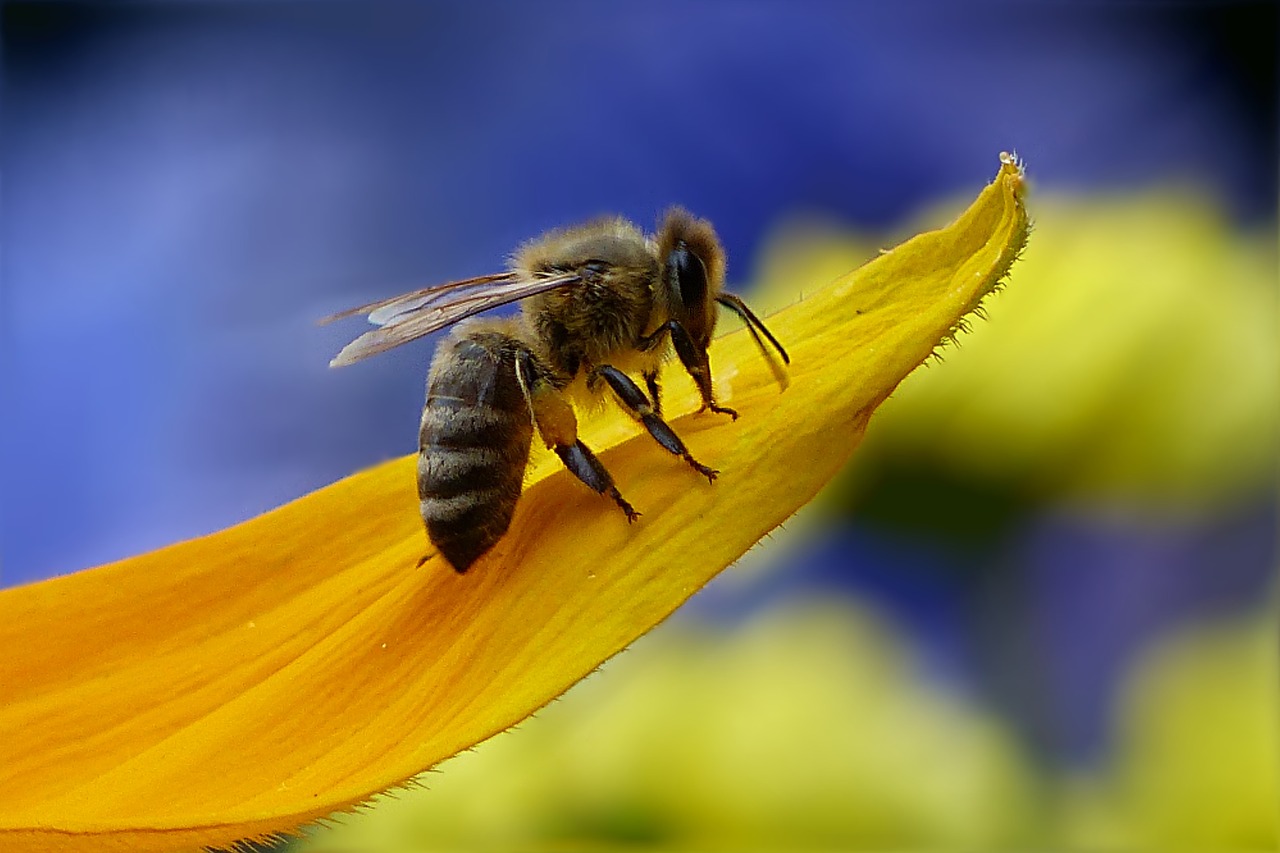 Bičių, Medaus Bitė, Apis, Vabzdys, Gėlė, Sodas, Nemokamos Nuotraukos,  Nemokama Licenzija