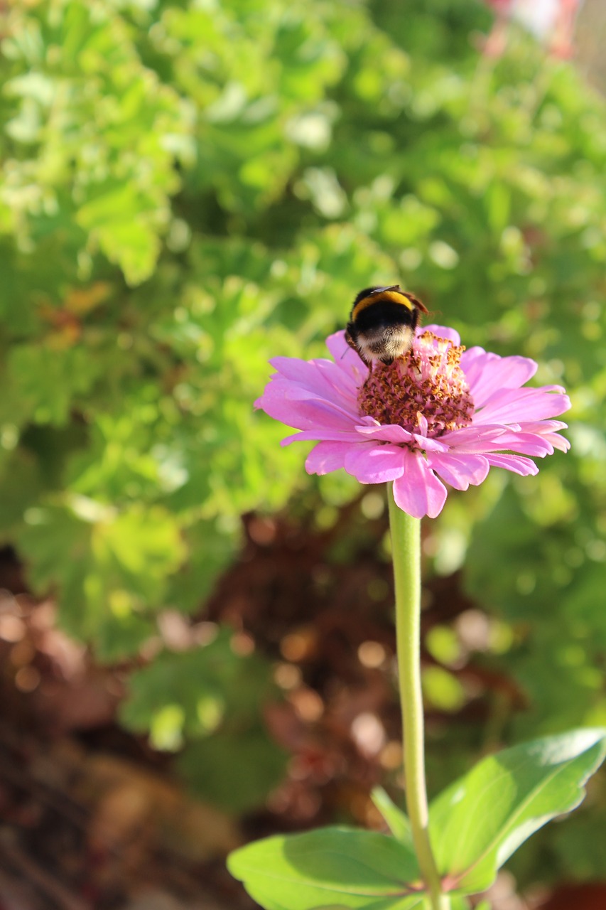 Vabzdys, Mangangá, Gėlė, Žalias, Kamanė, Bombus Terrestris, Šuniukai, Asp-Of-Rodeo, Nemokamos Nuotraukos,  Nemokama Licenzija