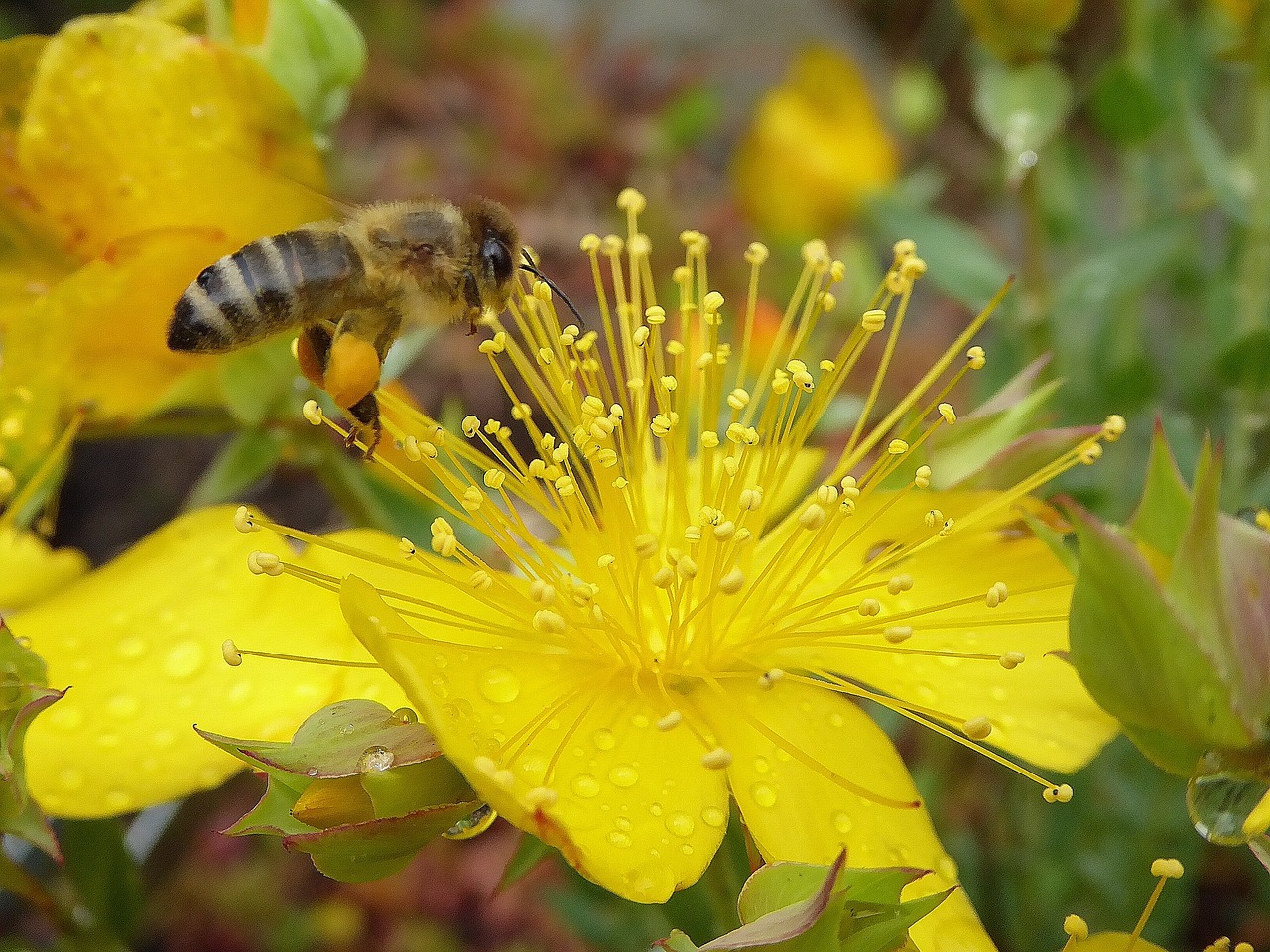 Bičių, Medus, Gėlė, Nektaras, Medus Bitės, Žiedadulkės, Apdulkinimas, Rinkti Medų, Vabzdys, Sunkiai Dirbantis