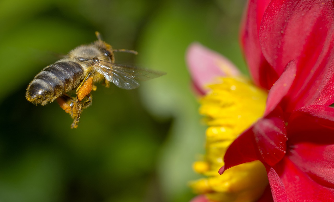 Bičių, Gamta, Gėlė, Makro, Iš Arti, Bitės Darbe, Apdulkinimas, Nemokamos Nuotraukos,  Nemokama Licenzija