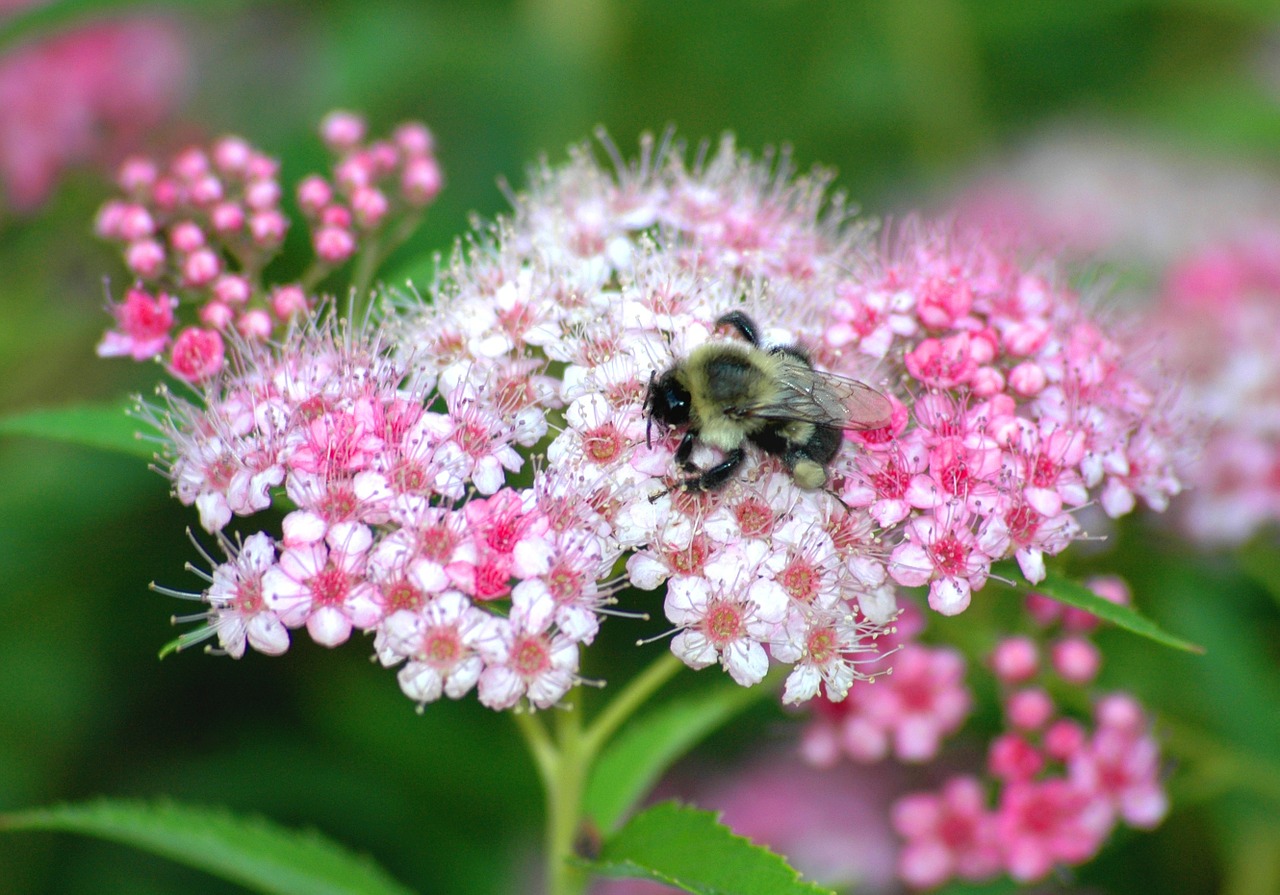 Bičių, Gėlė, Gamta, Vabzdžiai, Pavasaris, Makro, Paukščiai Ir Bitės, Vabzdys, Rožinis, Žiedadulkės