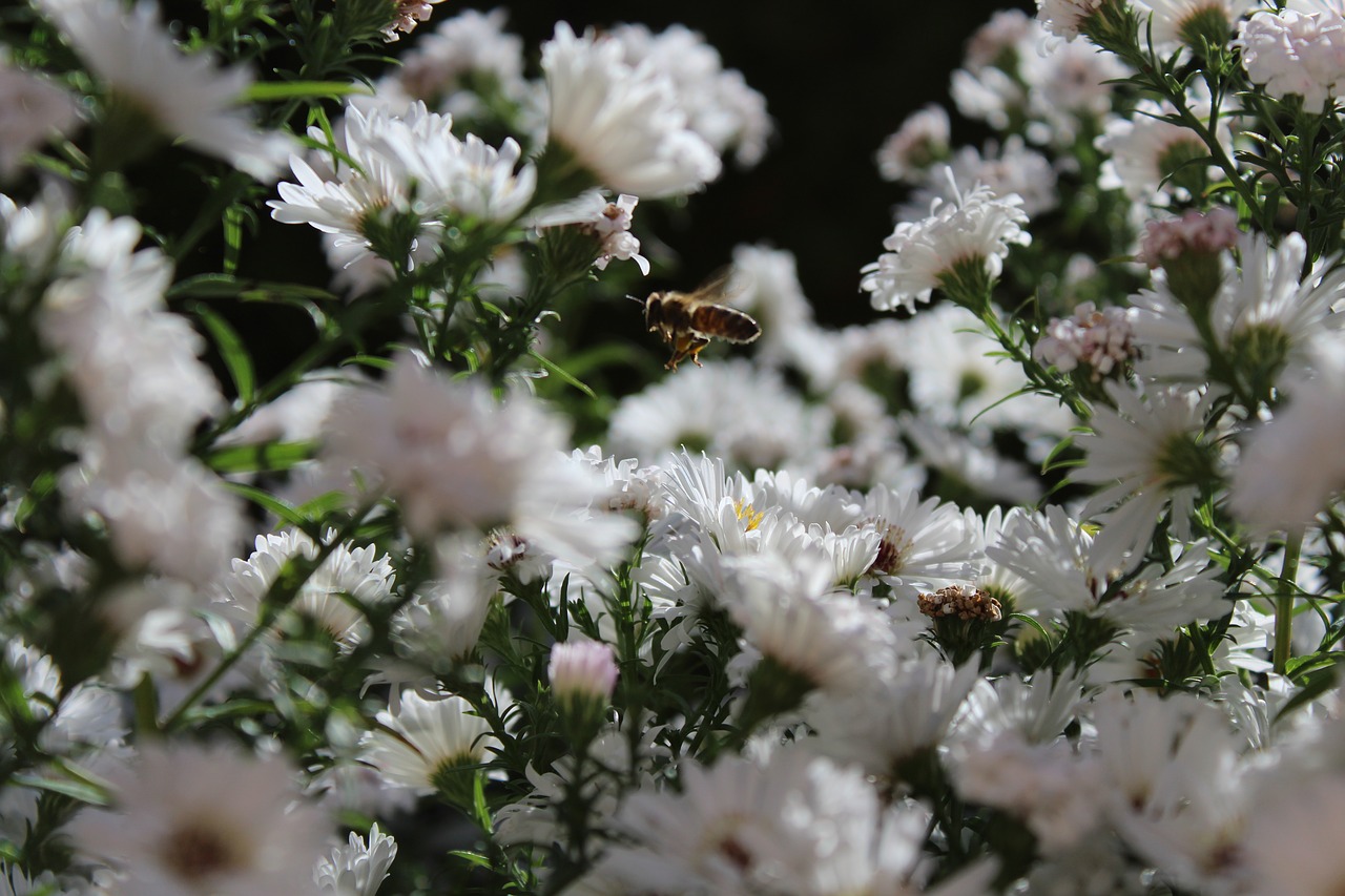 Bičių, Bičių Požiūris, Vabzdys, Gyvūnas, Augalas, Baltos Gėlės, Uždaryti, Medaus Bitė, Gamta, Vasara