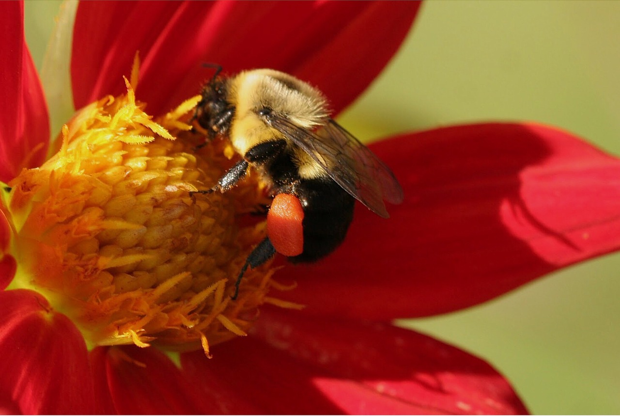 Bičių, Kamanė, Žiedadulkių Maišelis, Dahlia, Kamanė, Nemokamos Nuotraukos,  Nemokama Licenzija