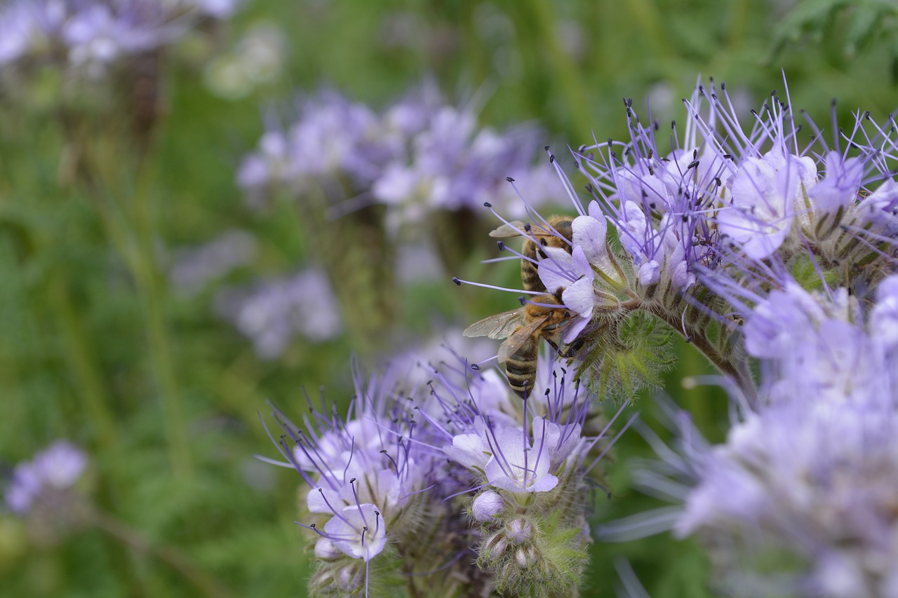 Bičių, Gėlės, Violetinė, Gėlė, Bitės, Apdulkinimas, Makro, Nemokamos Nuotraukos,  Nemokama Licenzija