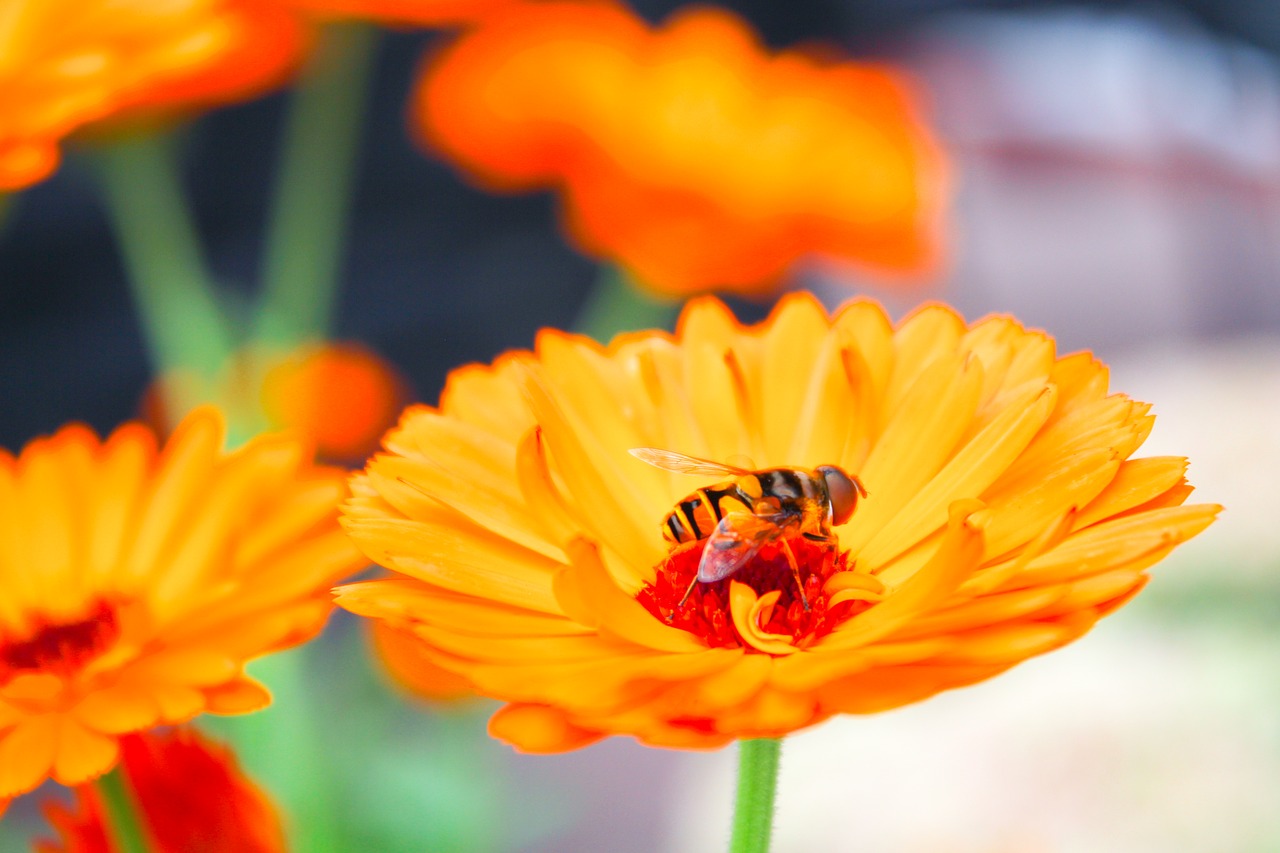 Bičių, Gėlė, Vabzdys, Augalas, Apelsinų Augalas, Makro, Nemokamos Nuotraukos,  Nemokama Licenzija