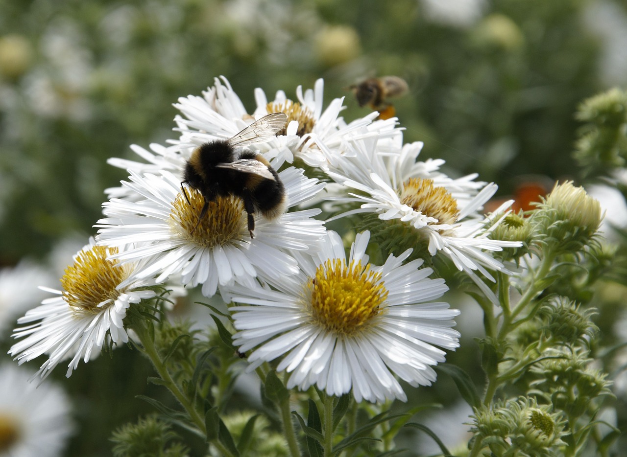 Bičių, Daisy, Gėlės, Natūralus, Sodas, Sparnai, Nemokamos Nuotraukos,  Nemokama Licenzija