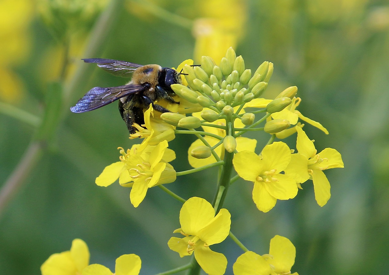 Bičių, Žiedadulkės, Canola, Laukas, Gamta, Geltona, Žydėti, Vabzdys, Medus, Gėlė