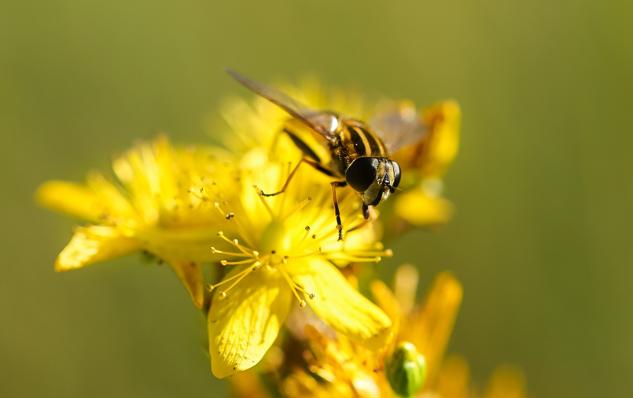 Bičių, Žydėti, Žydi, Žiedas, Blur, Šviesus, Spalva, Spalvinga, Spalvinga, Flora