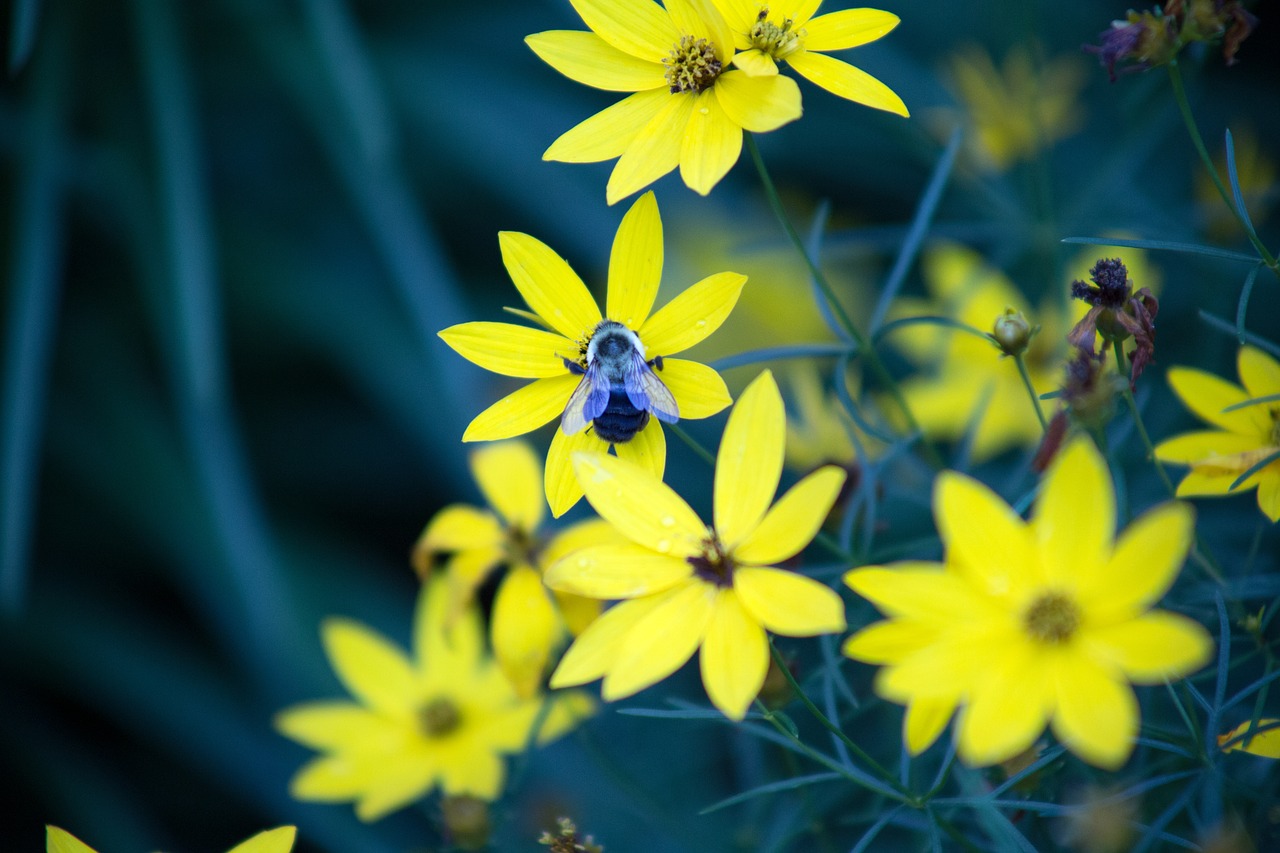 Bičių, Žydėti, Žydi, Žiedas, Blur, Šviesus, Pumpurai, Iš Arti, Spalva, Flora