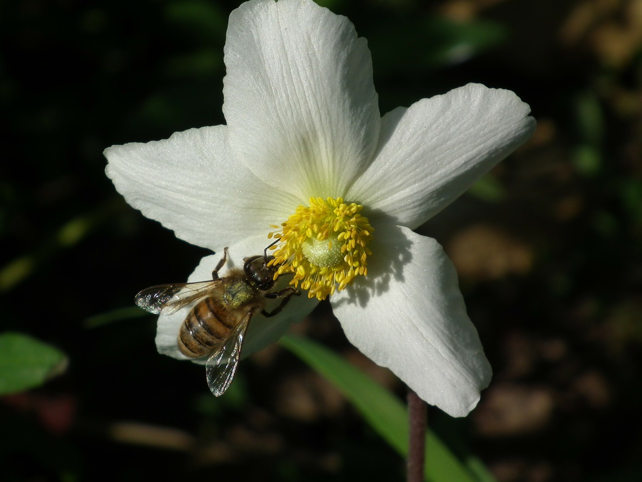 Bičių, Vabzdžiai, Gėlė, Žiedadulkės, Žydėti, Makro, Balta Gėlė, Balta, Dekoratyvinis Augalas, Pavasaris