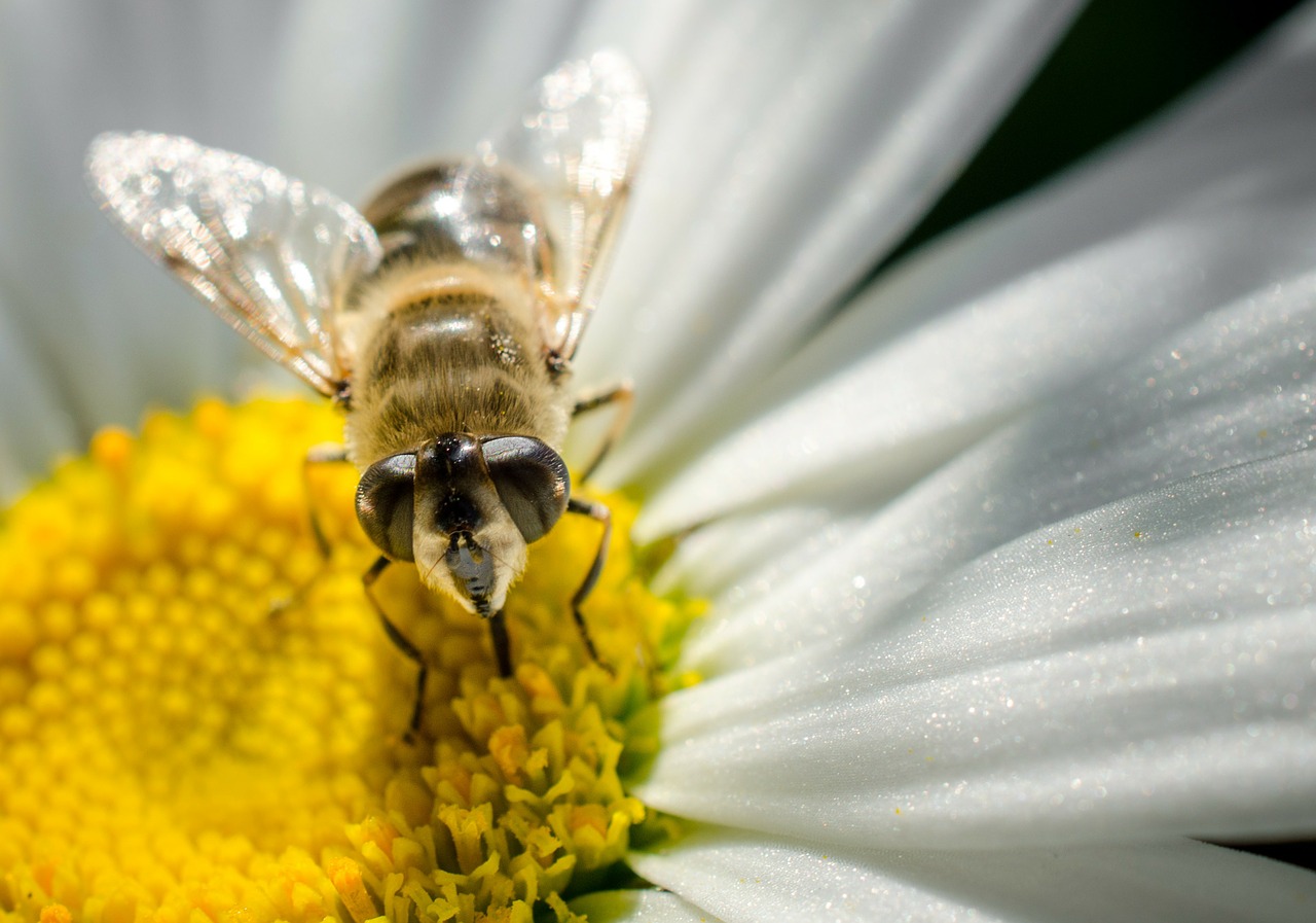 Bičių, Makro, Daisy, Nemokamos Nuotraukos,  Nemokama Licenzija