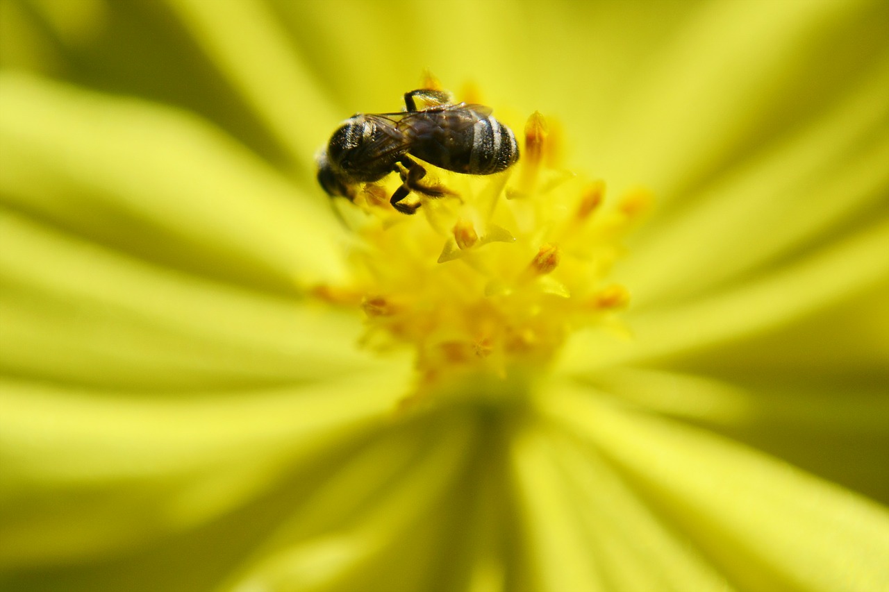Bičių, Mažytė Bitė, Nektaras, Gėlė, Gamta, Vabzdys, Geltona, Geltona Gėlė, Laukiniai, Šri Lanka