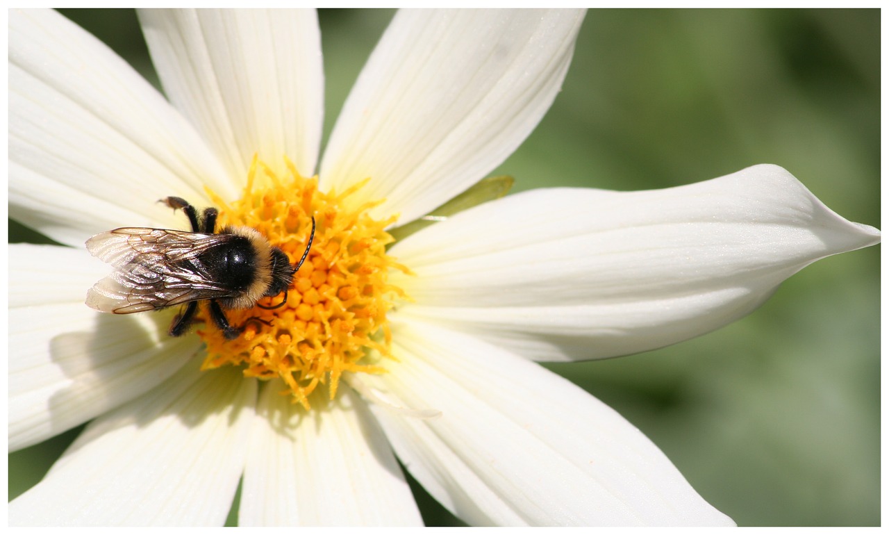 Bičių, Medus, Gėlė, Nemokamos Nuotraukos,  Nemokama Licenzija