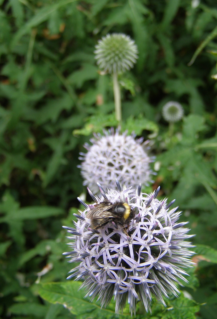 Bičių, Allium, Gėlė, Augalas, Gamta, Sodas, Vabzdys, Botanika, Nemokamos Nuotraukos,  Nemokama Licenzija