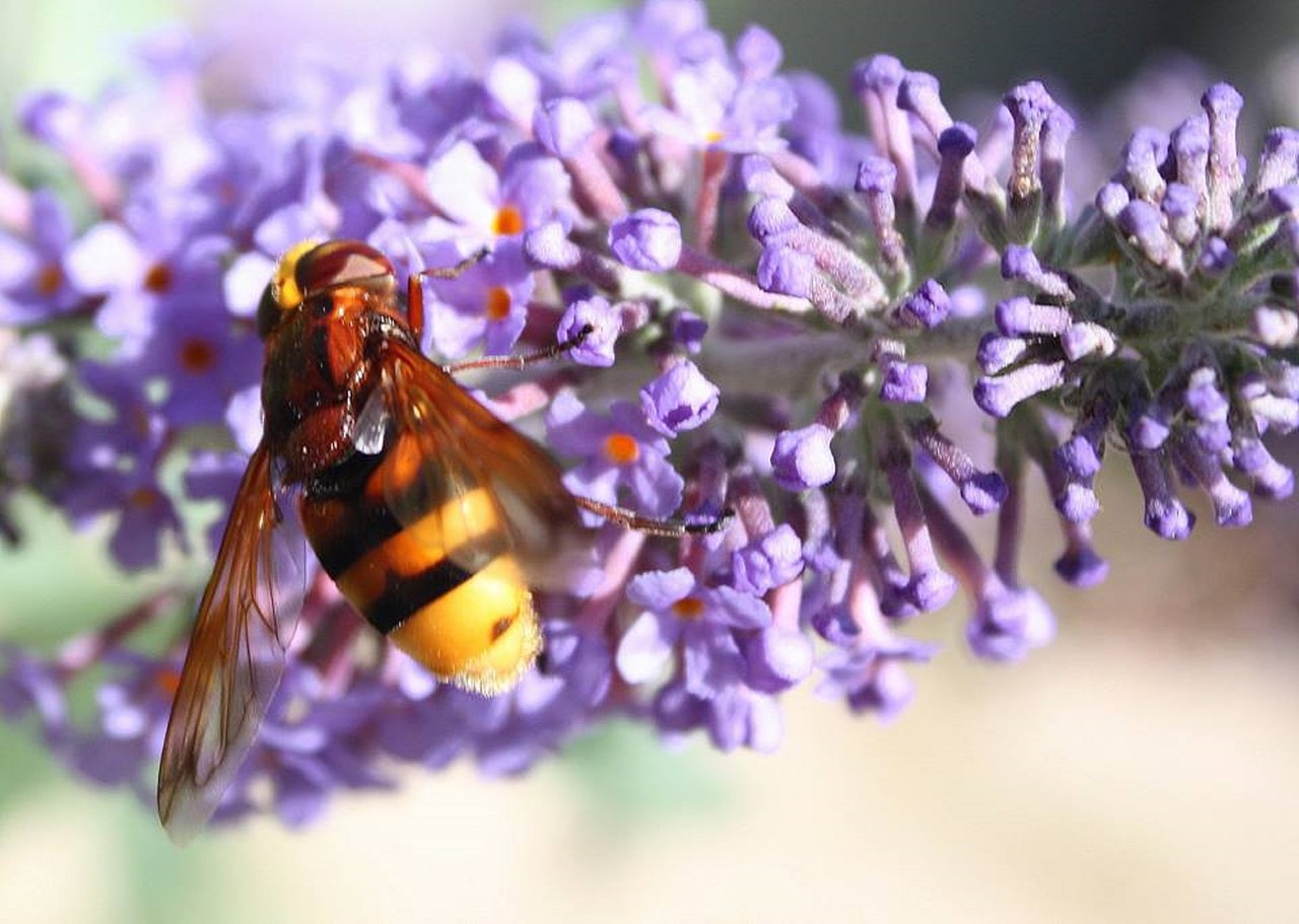 Bičių, Gėlė, Vabzdys, Medaus Bitė, Žiedadulkės, Išplistų, Nemokamos Nuotraukos,  Nemokama Licenzija