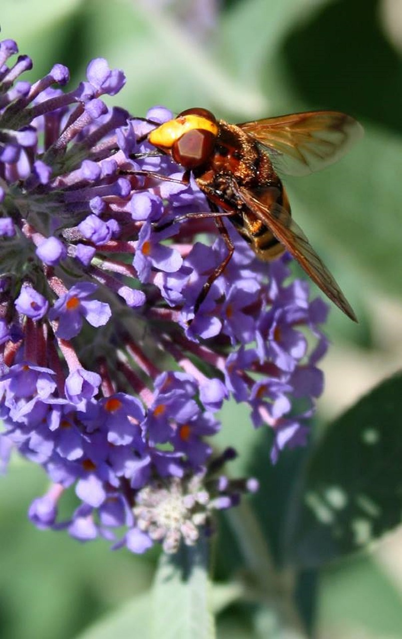 Bičių, Gėlė, Medaus Bitė, Žiedadulkės, Išplistų, Nemokamos Nuotraukos,  Nemokama Licenzija