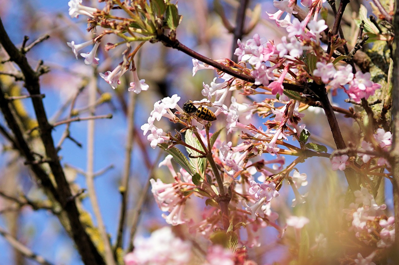 Bičių, Gėlės, Medis, Pavasaris, Vabzdys, Gamta, Nemokamos Nuotraukos,  Nemokama Licenzija