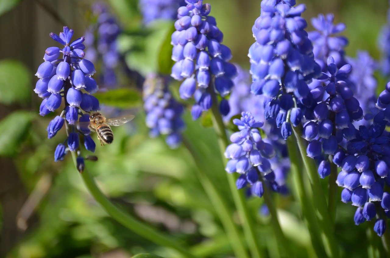 Bičių, Gėlė, Violetinė, Nemokamos Nuotraukos,  Nemokama Licenzija