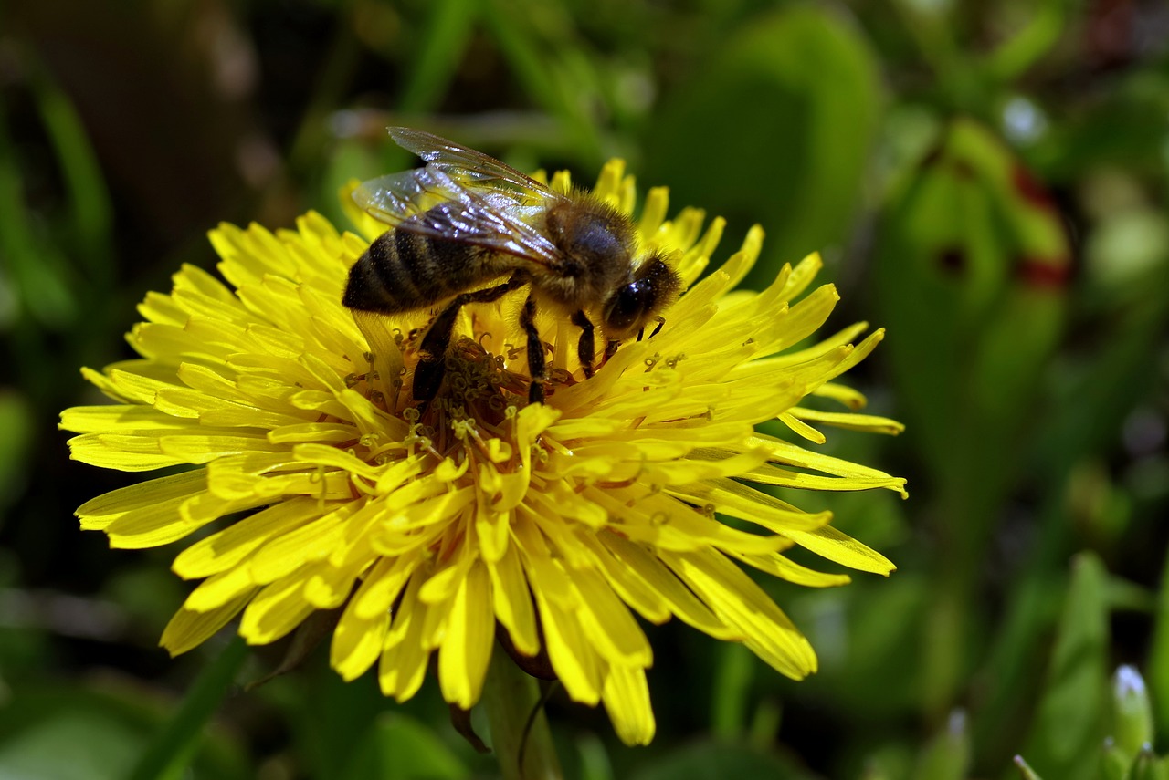 Bičių, Gėlė, Kiaulpienė, Sonchus Oleraceus, Geltona, Išplistų, Medus, Pieva, Makro, Žolė