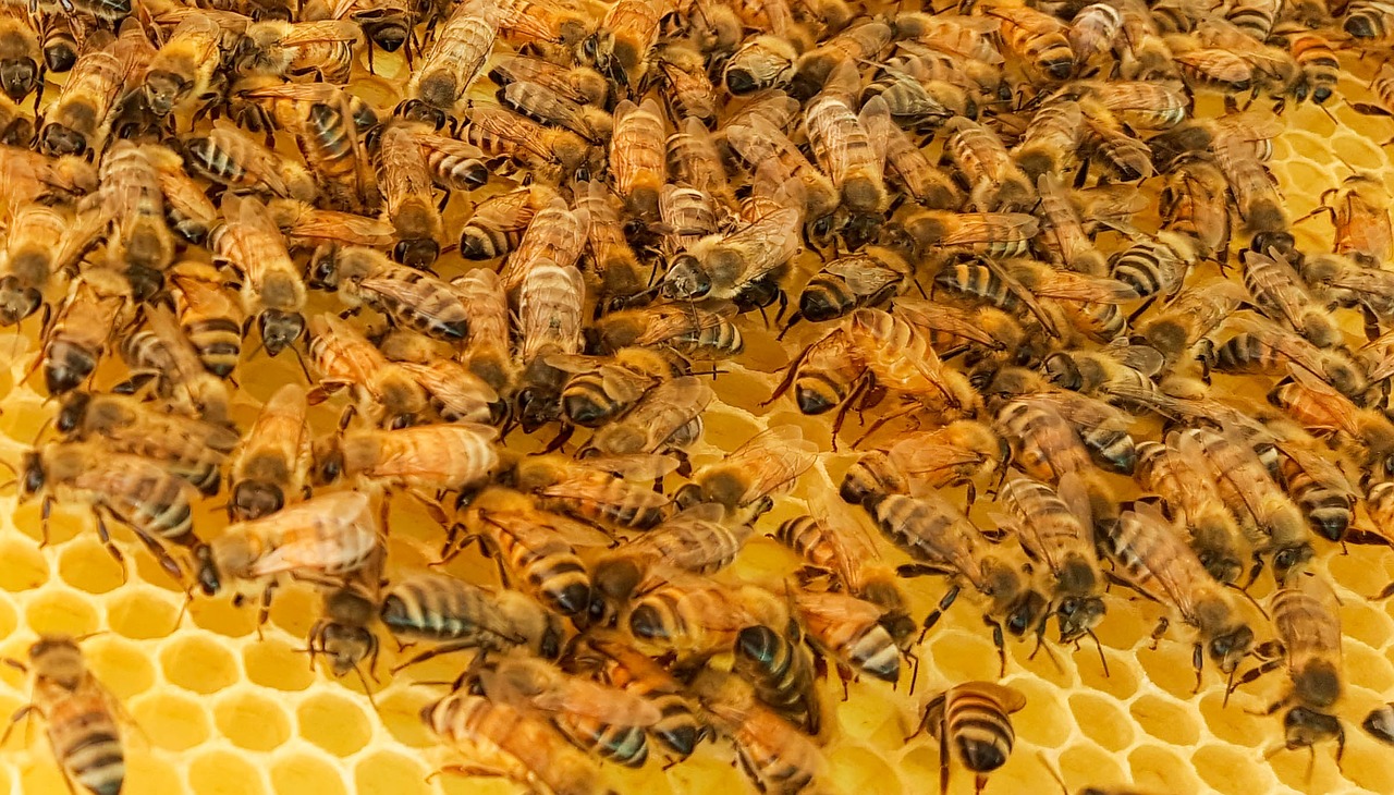 Bičių, Bitės, Medus, Medus Bitės, Vaškas, Avilys, Rėmas, Iš Arti, Darbuotojas, Drone