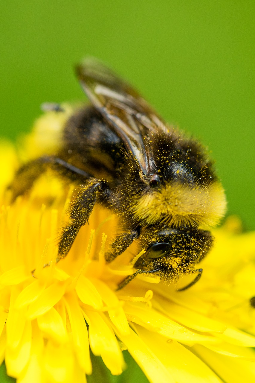 Bičių, Apdulkinimas, Žiedas, Žydėti, Makro, Kiaulpienė, Nemokamos Nuotraukos,  Nemokama Licenzija