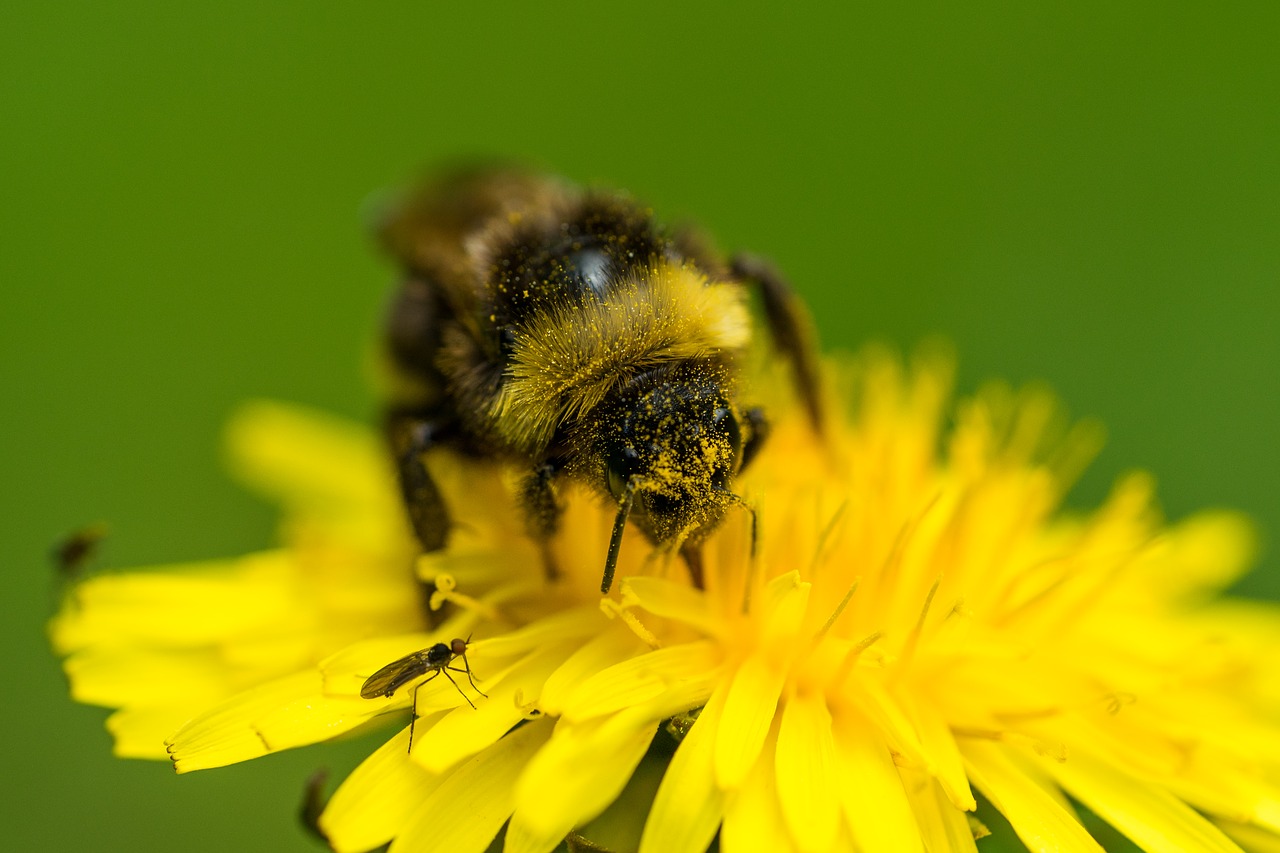 Bičių, Apdulkinimas, Kiaulpienė, Makro, Nemokamos Nuotraukos,  Nemokama Licenzija