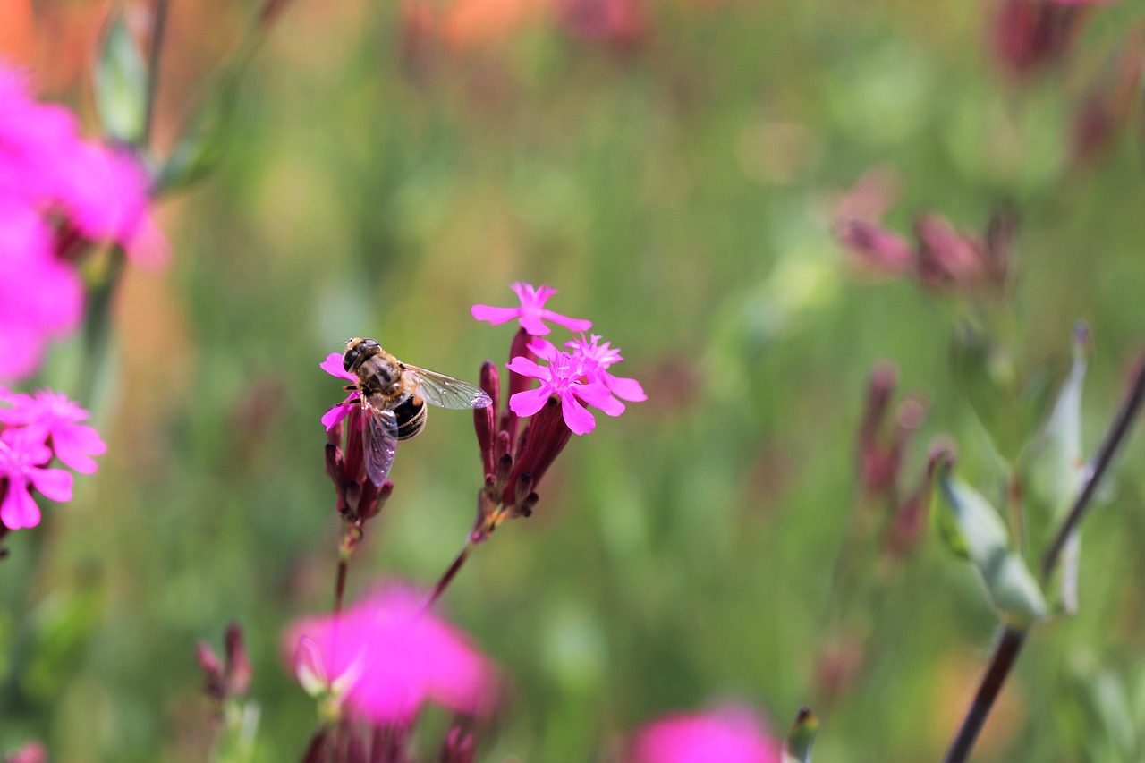 Bičių, Augalai, Žiedas, Gėlės Ir Bitės, Rožinė Gėlė, Nemokamos Nuotraukos,  Nemokama Licenzija