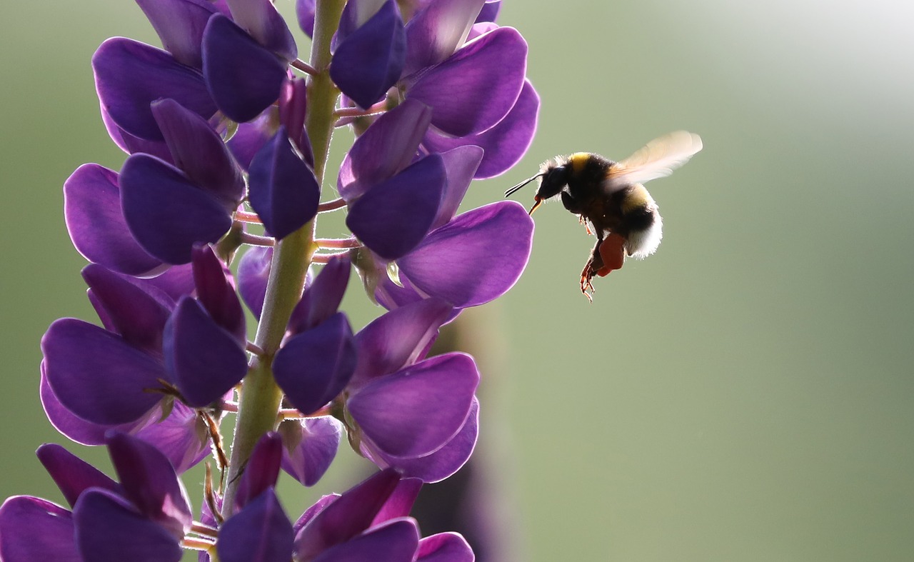 Bičių, Lupinas, Gėlė, Vabzdys, Pavasaris, Gamta, Violetinė, Nemokamos Nuotraukos,  Nemokama Licenzija