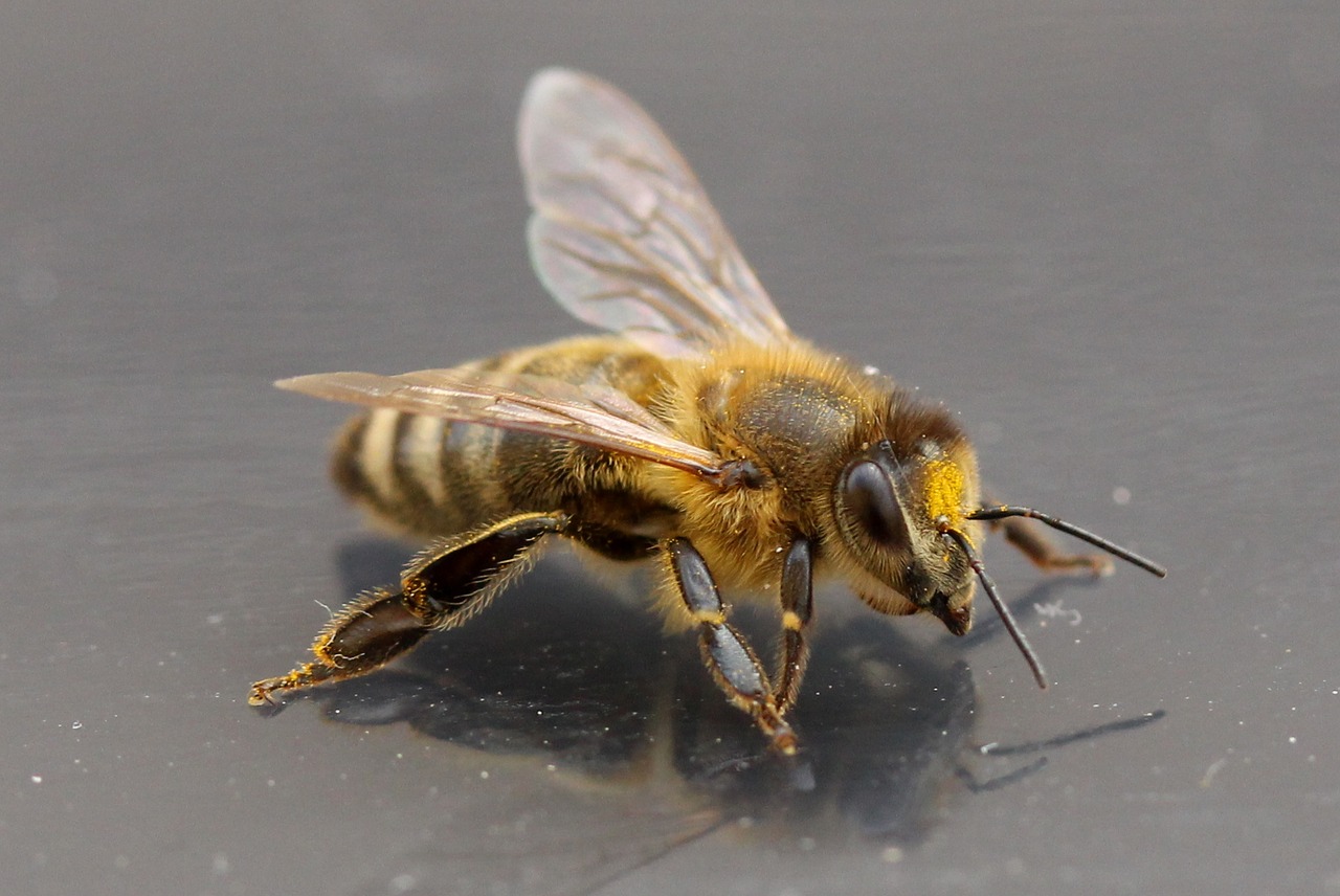 Bičių, Insekta, Sparnai, Akro, Išsamiai, Nemokamos Nuotraukos,  Nemokama Licenzija