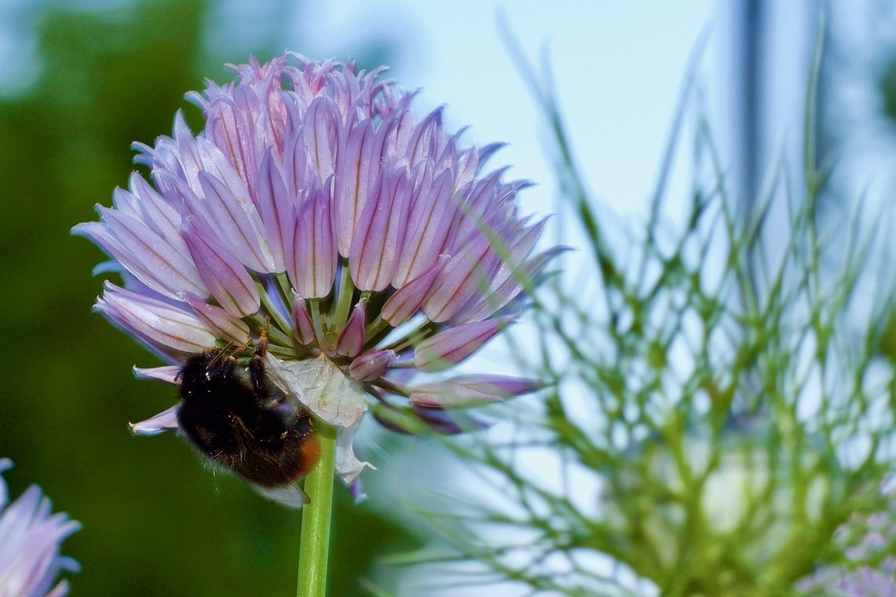 Bičių, Gėlė, Allium, Pavasaris, Nemokamos Nuotraukos,  Nemokama Licenzija