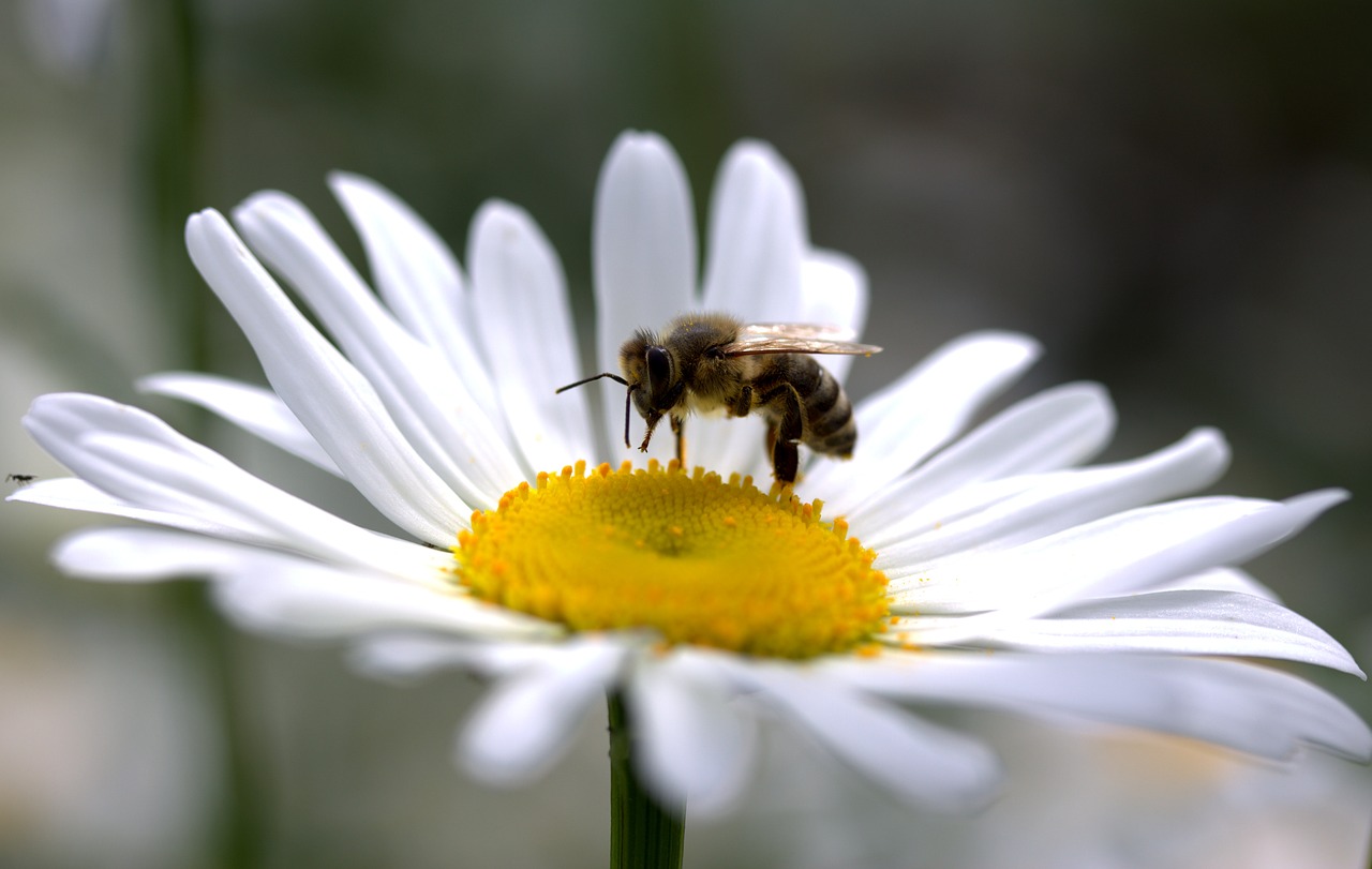 Bičių, Daisy, Žiedadulkės, Darbas, Insekta, Gamta, Gėlė, Balta, Nemokamos Nuotraukos,  Nemokama Licenzija