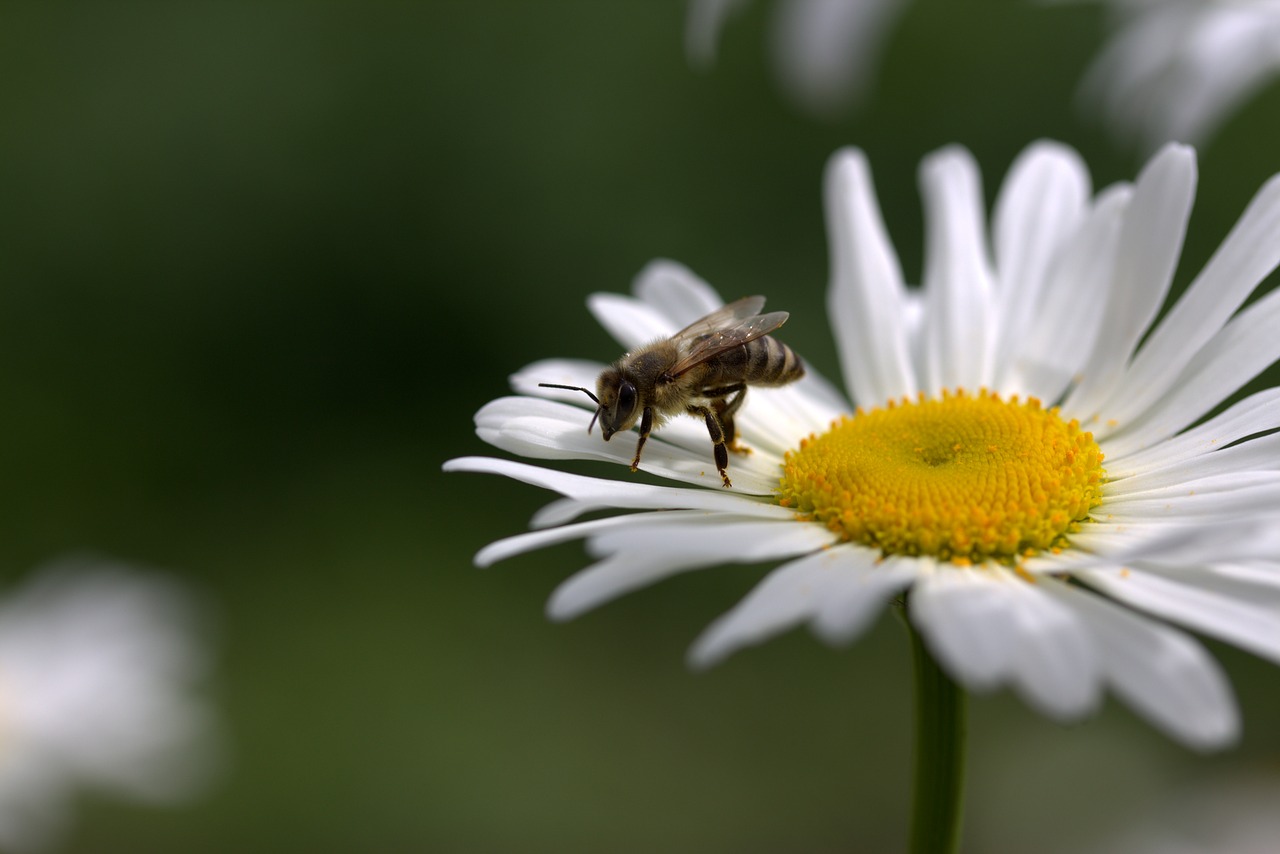 Bičių, Daisy, Žiedadulkės, Darbas, Insekta, Gamta, Gėlė, Balta, Nemokamos Nuotraukos,  Nemokama Licenzija