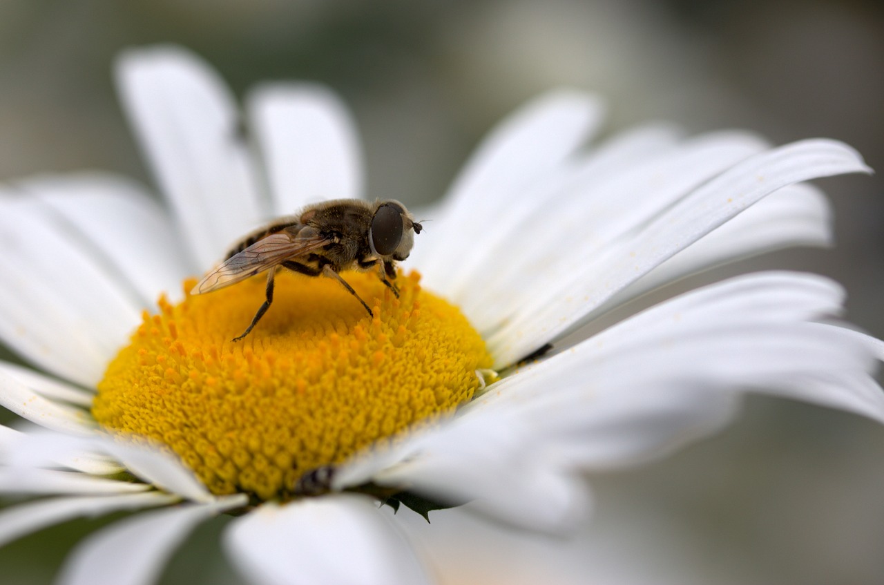 Bičių, Daisy, Žiedadulkės, Darbas, Insekta, Gamta, Gėlė, Balta, Nemokamos Nuotraukos,  Nemokama Licenzija