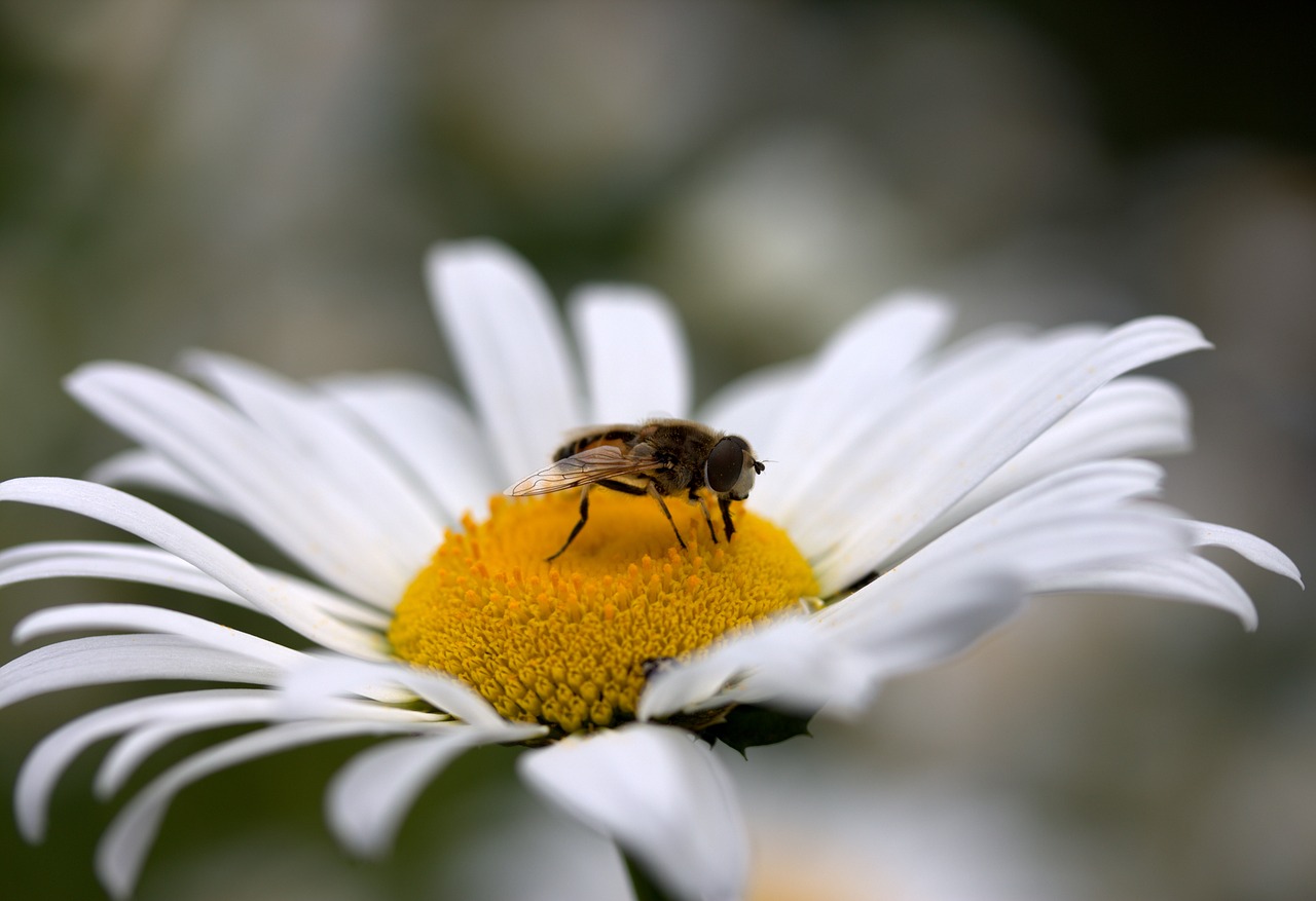 Bičių, Daisy, Žiedadulkės, Darbas, Insekta, Gamta, Gėlė, Balta, Nemokamos Nuotraukos,  Nemokama Licenzija