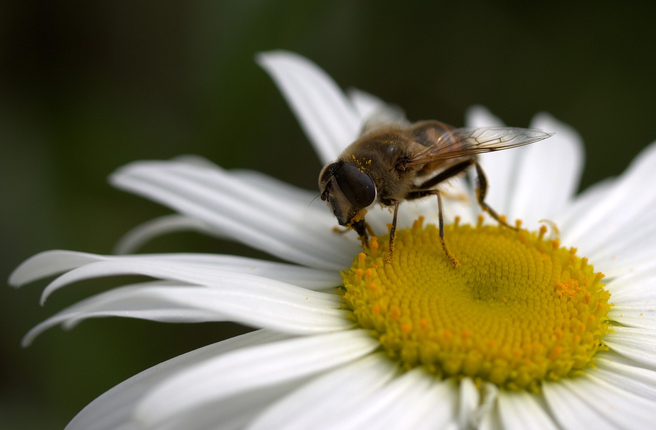 Bičių, Daisy, Žiedadulkės, Darbas, Insekta, Gamta, Gėlė, Balta, Nemokamos Nuotraukos,  Nemokama Licenzija