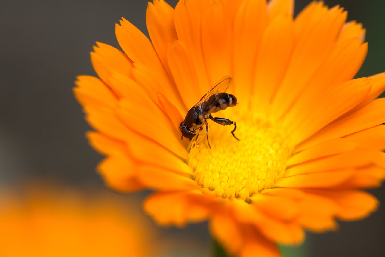 Bičių, Gėlė, Kalendra, Oranžinė, Insekta, Žiedadulkės, Sodas, Žiedlapiai, Nemokamos Nuotraukos,  Nemokama Licenzija