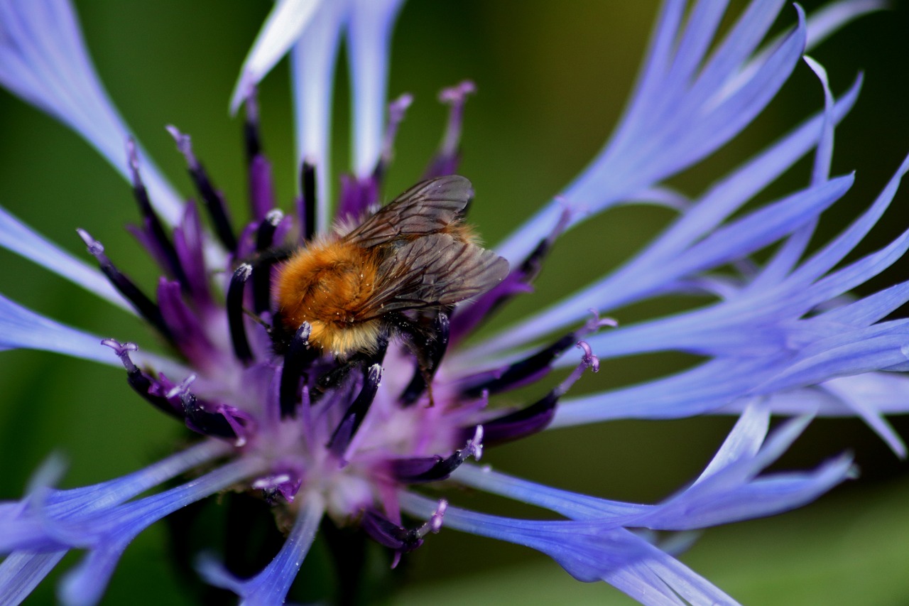 Bičių, Gėlė, Gamta, Vabzdys, Medaus Bitė, Nemokamos Nuotraukos,  Nemokama Licenzija