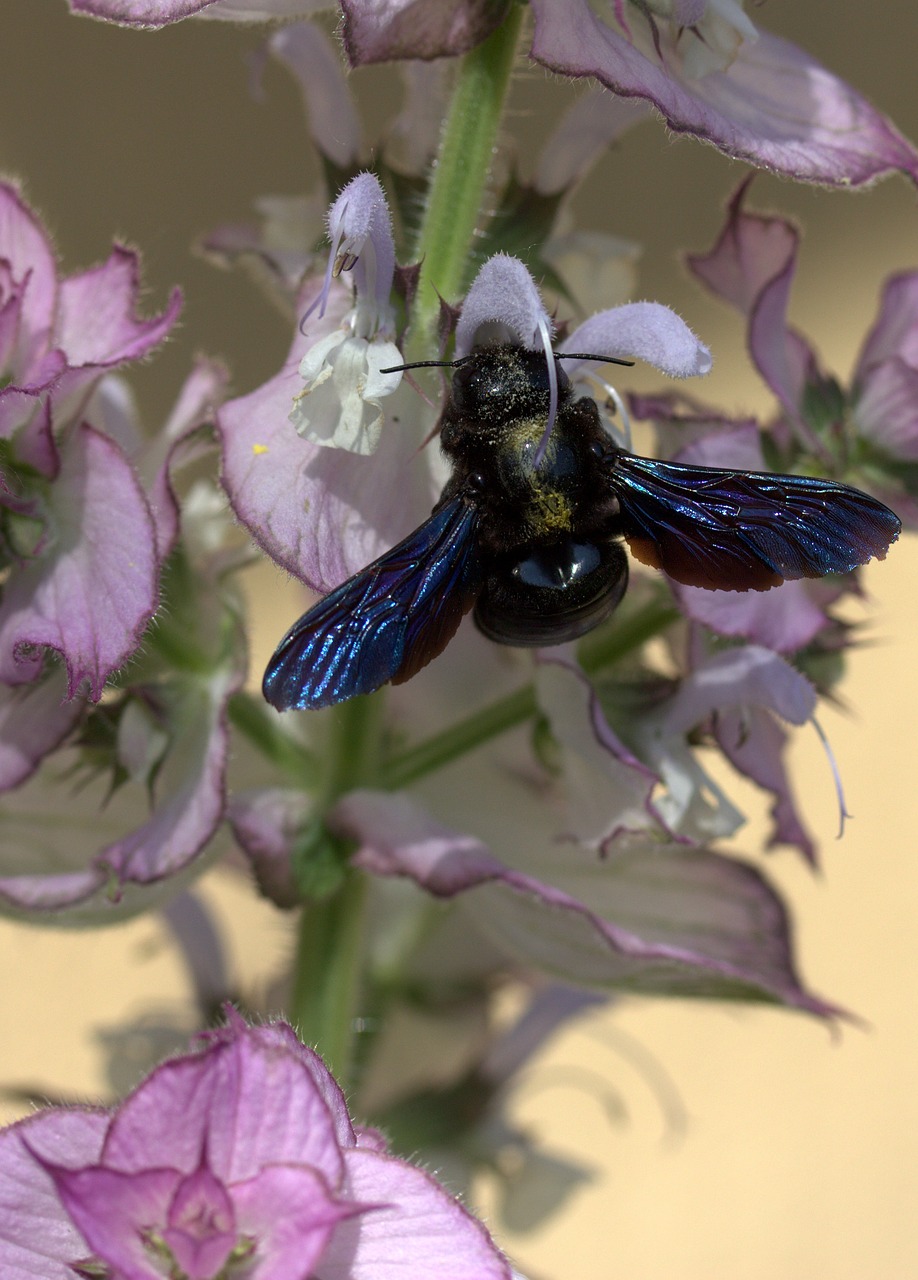 Bičių, Skrydis, Apdulkinimas, Insekta, Gėlė, Gamta, Nemokamos Nuotraukos,  Nemokama Licenzija