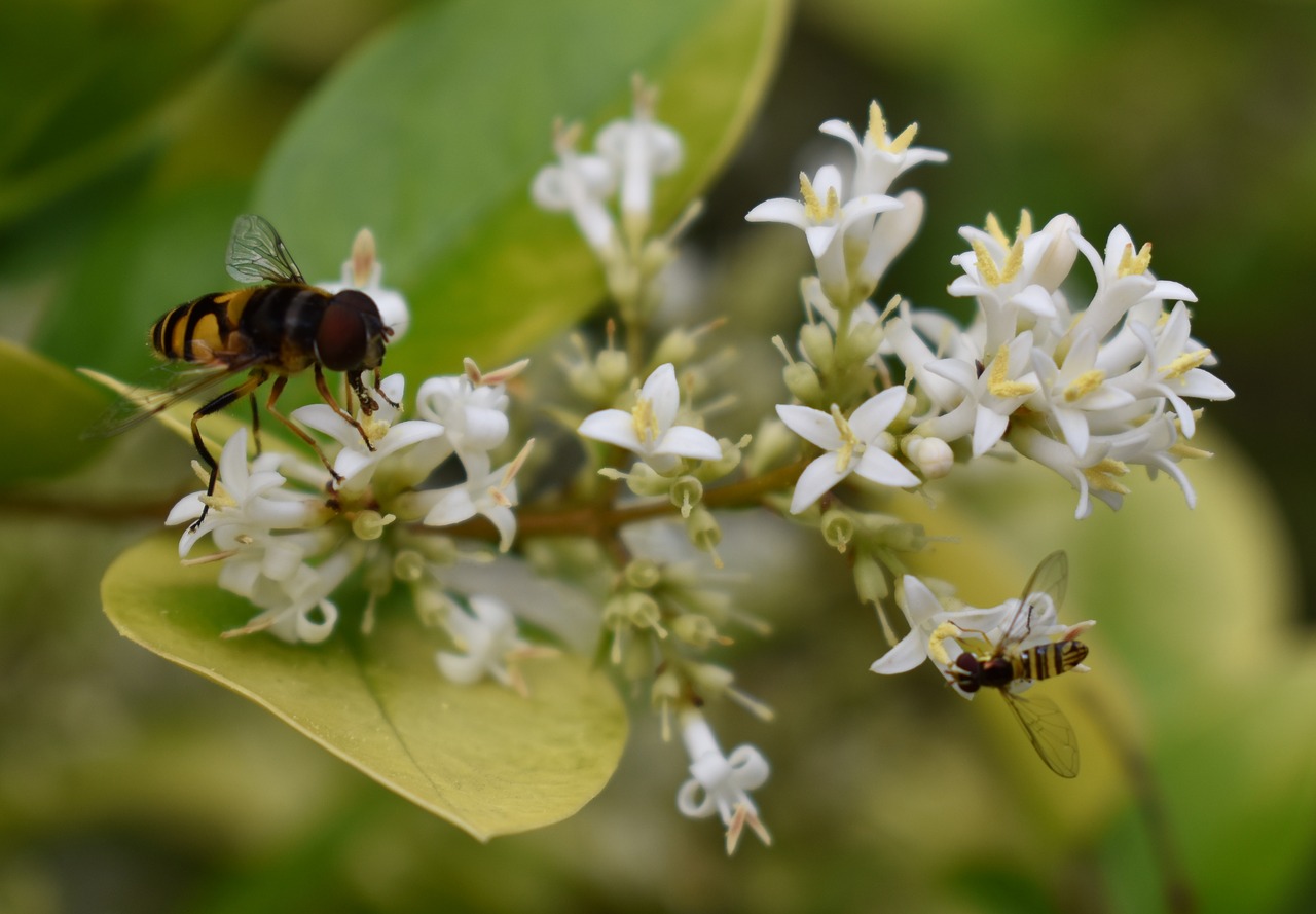 Bičių, Bitės, Gėlė, Žiedadulkės, Nemokamos Nuotraukos,  Nemokama Licenzija
