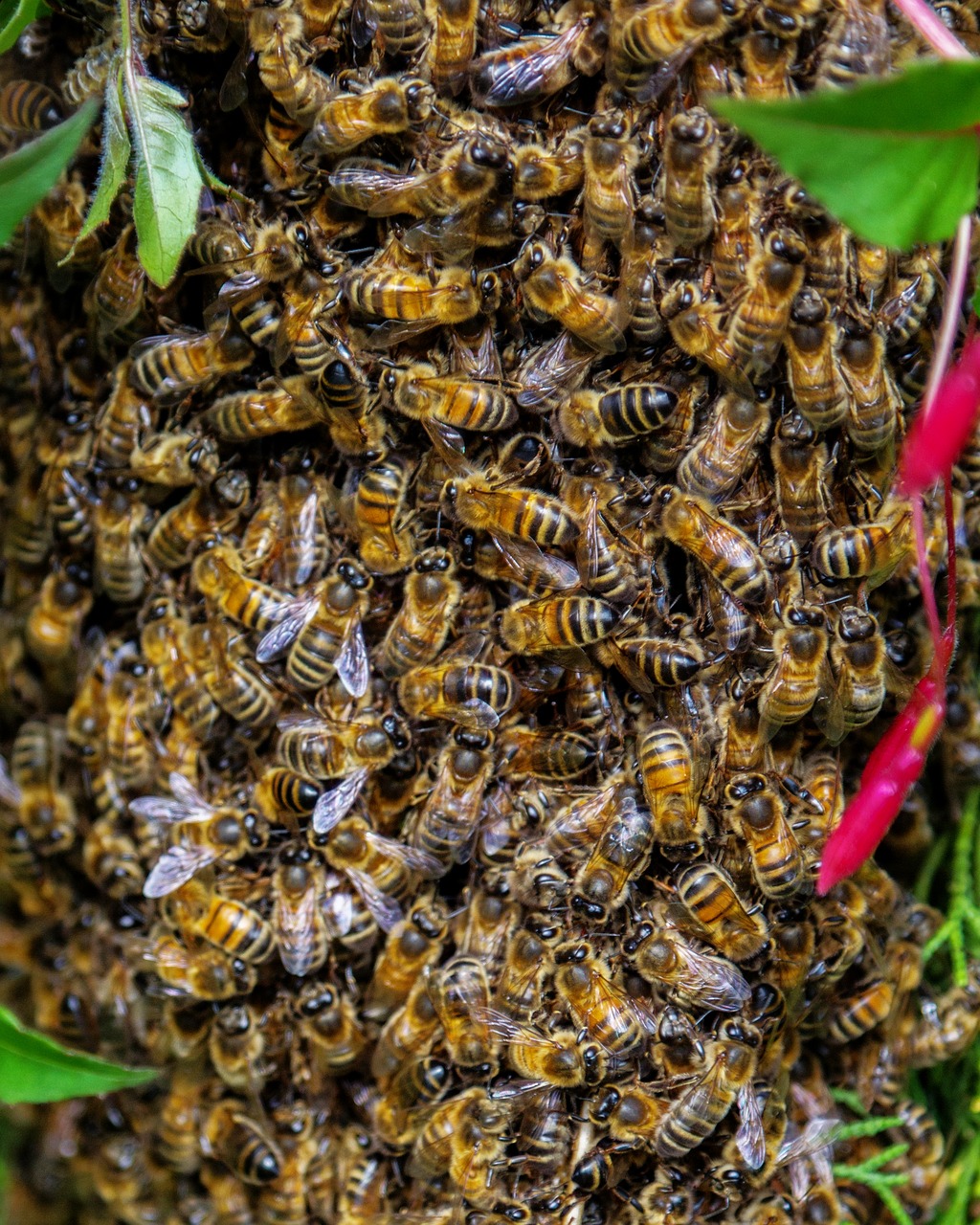 Bičių, Swarm, Medus, Bitininkystė, Vabzdys, Gamta, Swarming, Buzzing, Apdulkintojas, Vasara